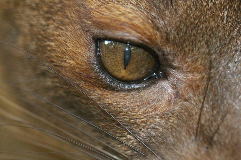 fossa eye